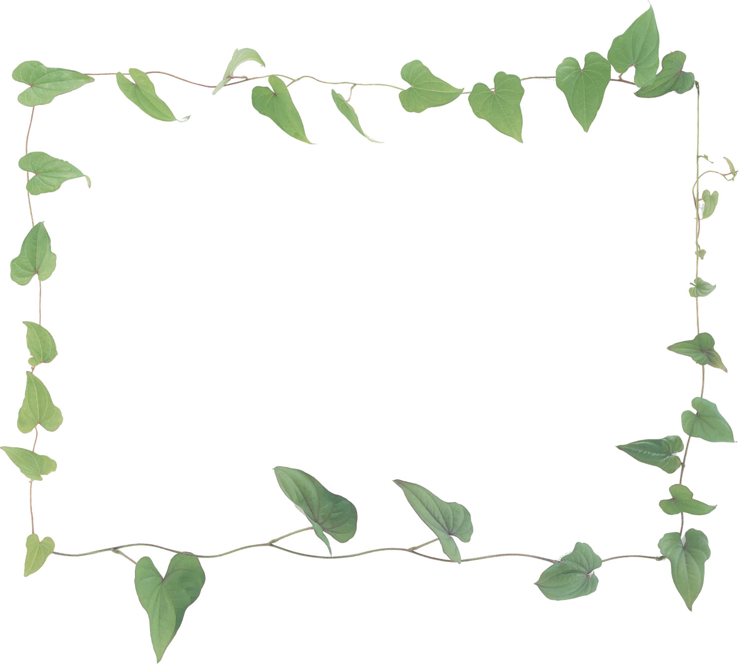 葉っぱ 草木のイラスト フリー素材 フレーム枠no 0 ドクダミの葉 緑 蔦