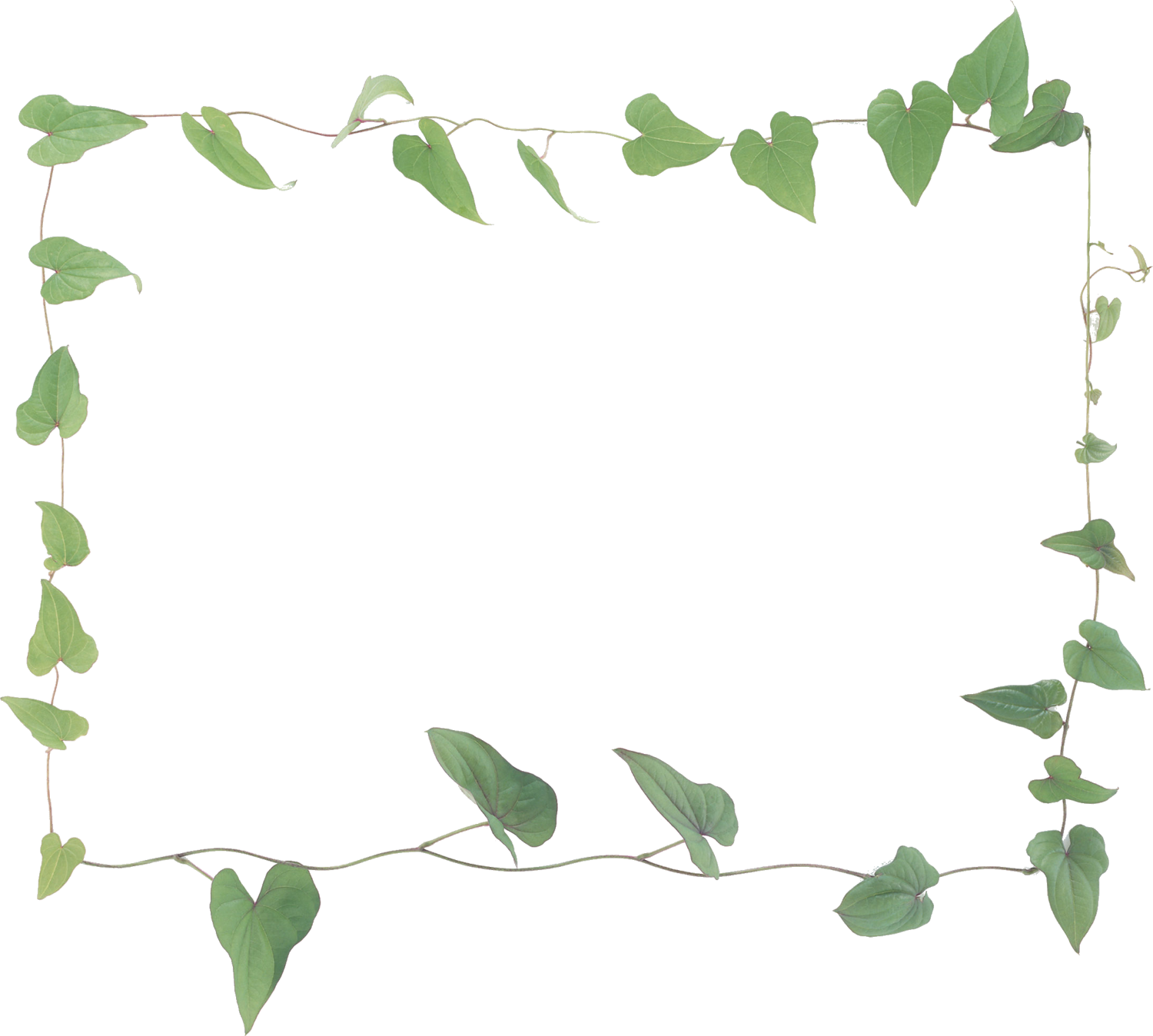 葉っぱ 草木のイラスト フリー素材 フレーム枠no 0 ドクダミの葉 緑 蔦