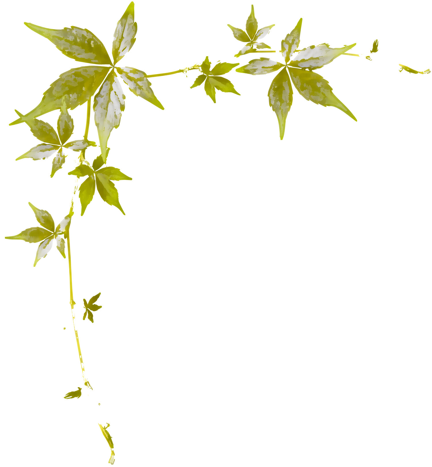 葉っぱや草木のイラスト 画像 フリー素材 No 290 茎葉 緑
