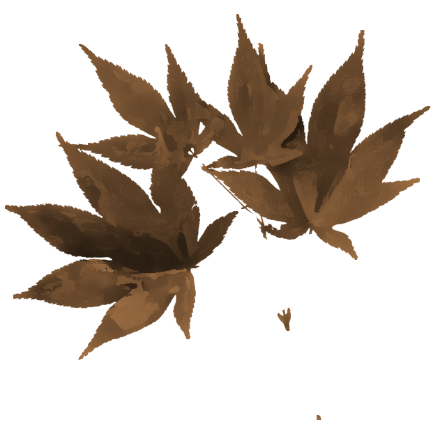 葉っぱや草木のイラスト 画像 フリー素材 No 164 カエデの葉 レトロ