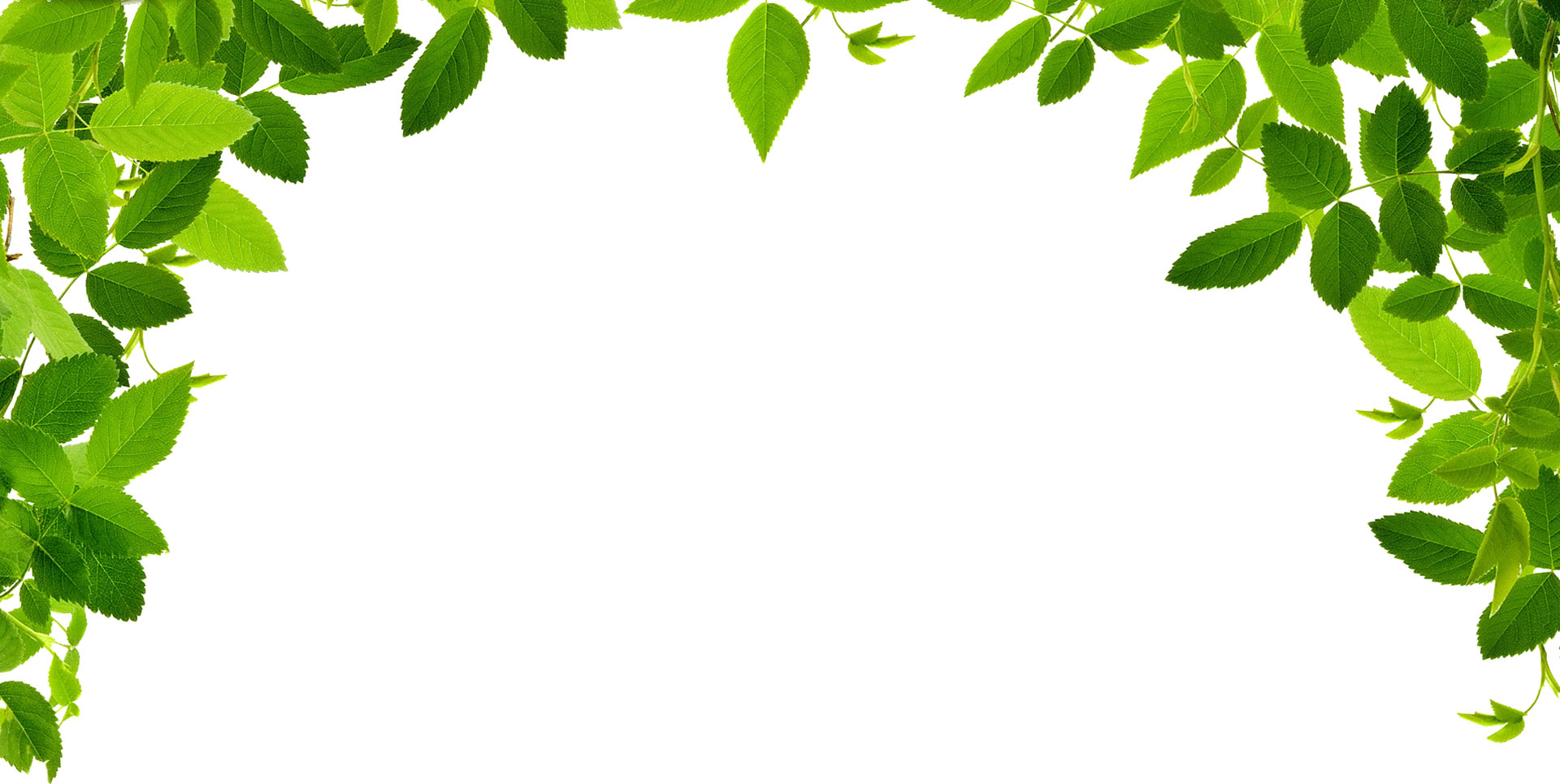 葉っぱ 草木のイラスト フリー素材 フレーム枠no 142 緑のカーテン