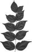 葉っぱや草木のイラスト 白黒 モノクロ 無料のフリー素材集 百花繚乱